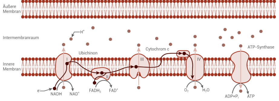 Schematische Darstellung der mitochondrialen Atmungskette mit Membranen, Elektronentransport, Protonengradient und ATP-Synthase